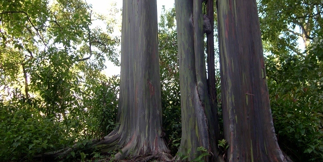 Rainbow Eucalyptus